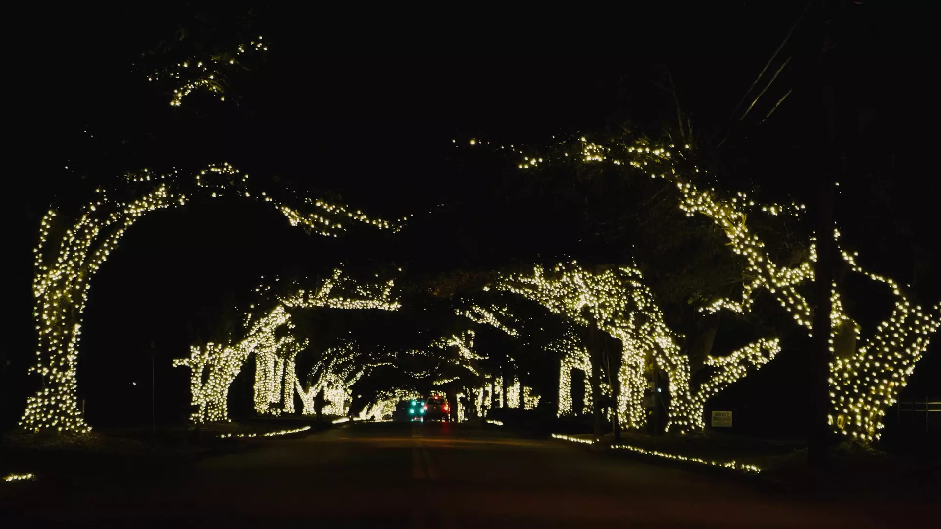 Christmas Lights in trees over a roadway